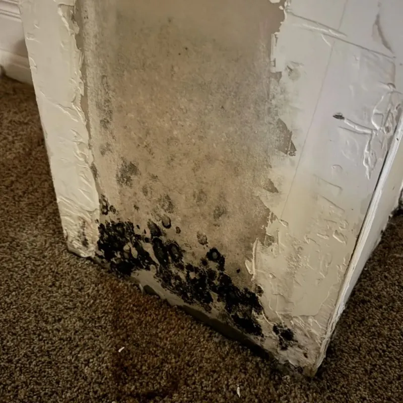 Professional Mold Removal in Adwolf, VA